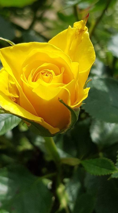 Yellow Rose Rakovica Exterior foto